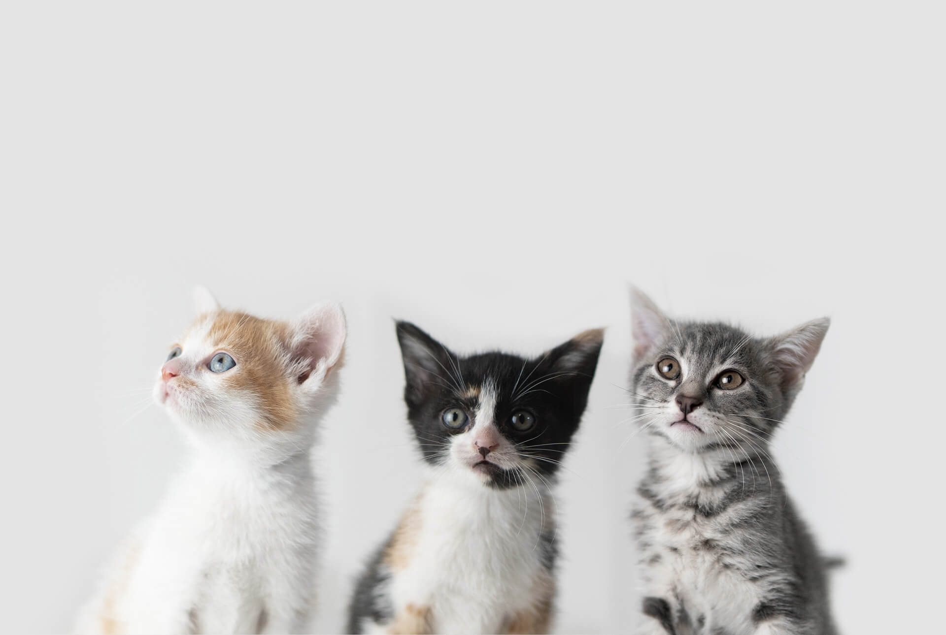 Осинови коте или намери дом