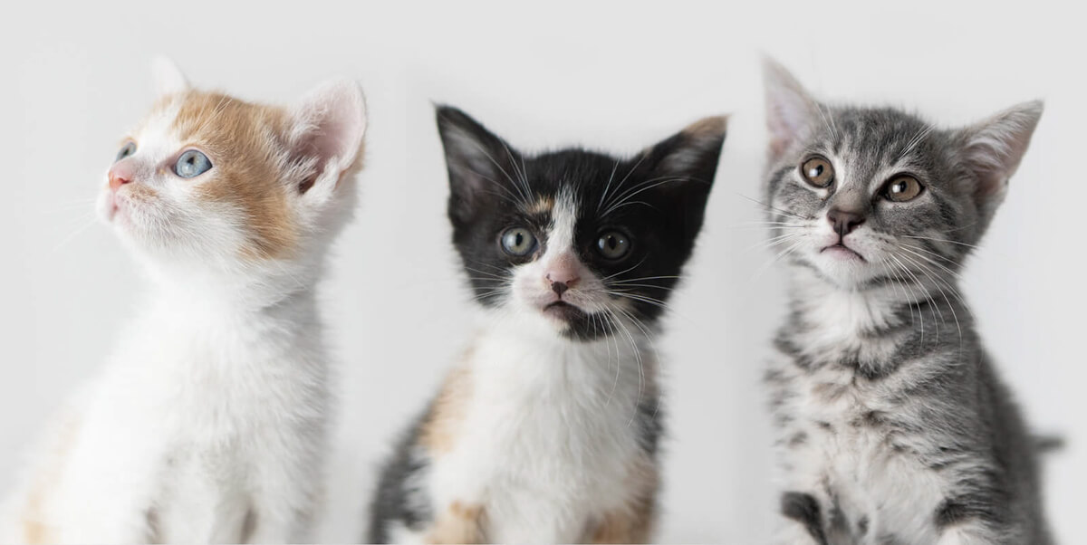 Осинови коте или намери дом